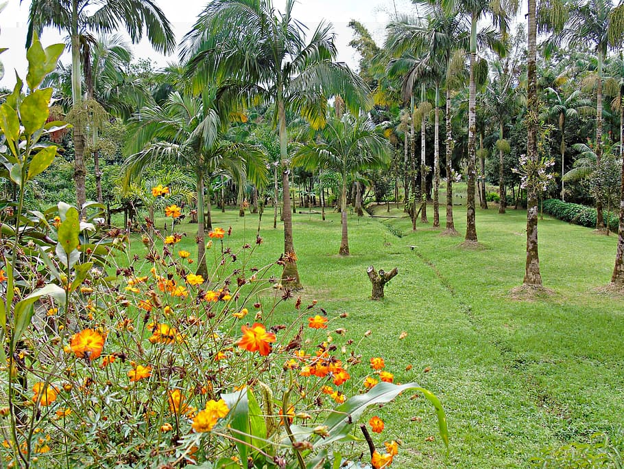 garden, flowers, backyard, grass, palm trees, plant, growth HD wallpaper