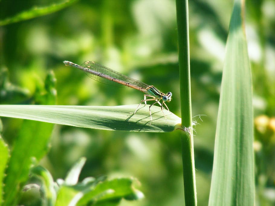 Damsel Fly, Insect, Wildlife, green, bug, damselfly, leaf, wing HD wallpaper