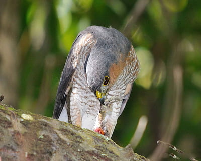 Eating, Down, Head, Branch, sitting, striatus, accipiter, hawk HD wallpaper