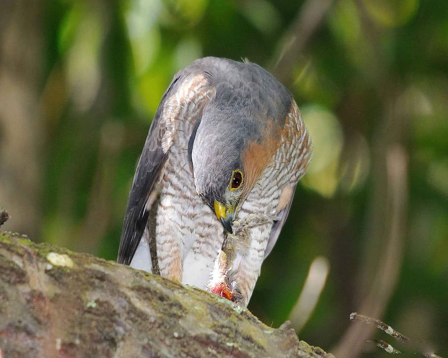 Eating, Down, Head, Branch, sitting, striatus, accipiter, hawk HD wallpaper