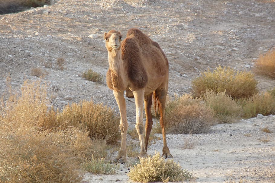 Camel, Wild, Grazing, Nature, Animal, mammal, desert, travel HD wallpaper