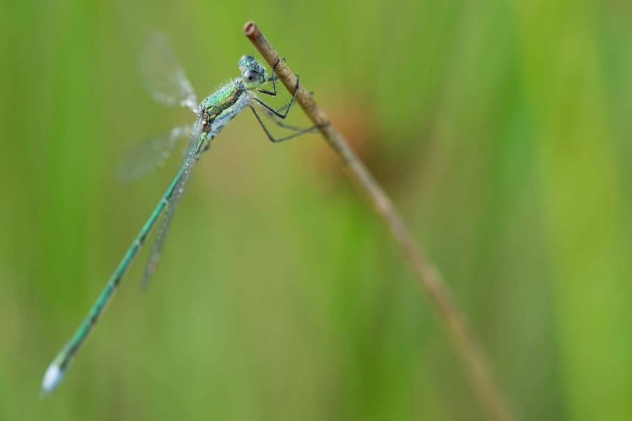 Dragonfly, Macro, Bug, Nature, green, one animal, green color HD wallpaper