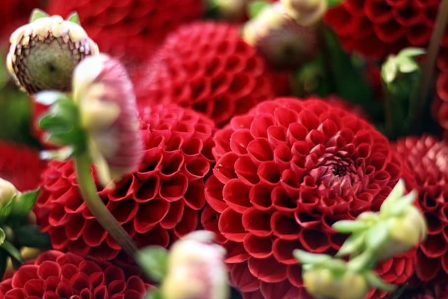 red, flower, bloom, blossom, freshness, flowering plant, close-up HD wallpaper