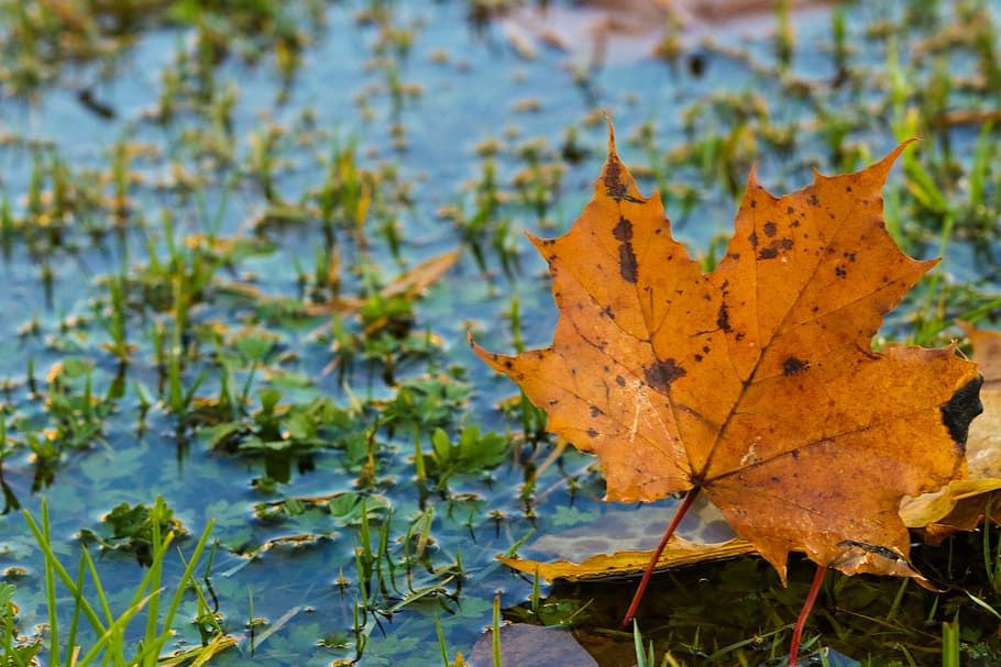 leaf, autumn, puddle, leaves, color, fall, plant part, change HD wallpaper