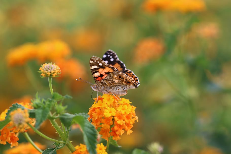 butterfly, macro, close, green field, animal, spring, flower HD wallpaper