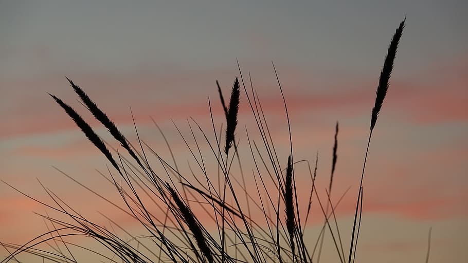 nature, reed, sunset, sky, beauty in nature, tranquility, plant HD wallpaper