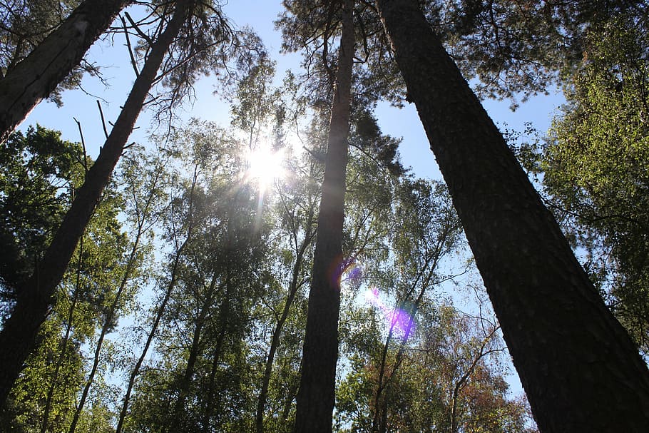 Forest, Trees, Sun, Look Up, tree trunk, nature, low angle view HD wallpaper