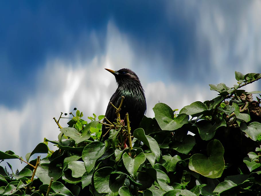 blackbird, nice, flight, birds, nature, outdoors, wild life HD wallpaper