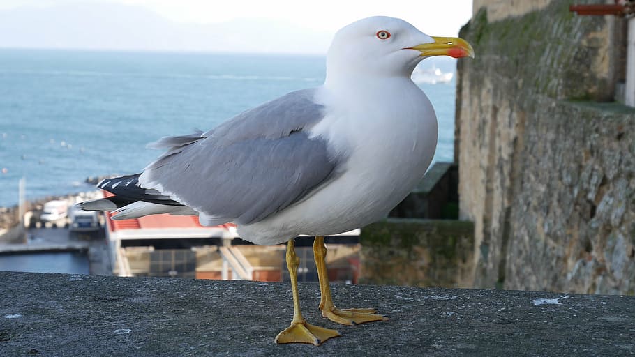 bird, seagull, naples, animal, sea Bird, nature, wildlife, beak HD wallpaper