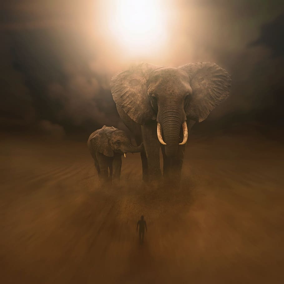 two gray elephants, desert, sky, focus, dreams, oniric, animal HD wallpaper