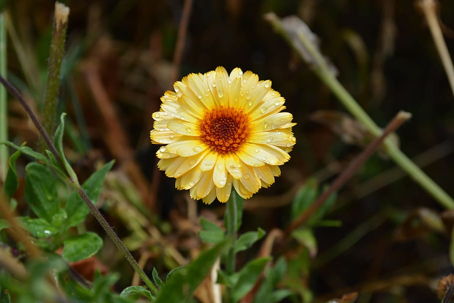 Daisy, Raindrop, Flower, Nature, Yellow, plant, fragility, flower head HD wallpaper