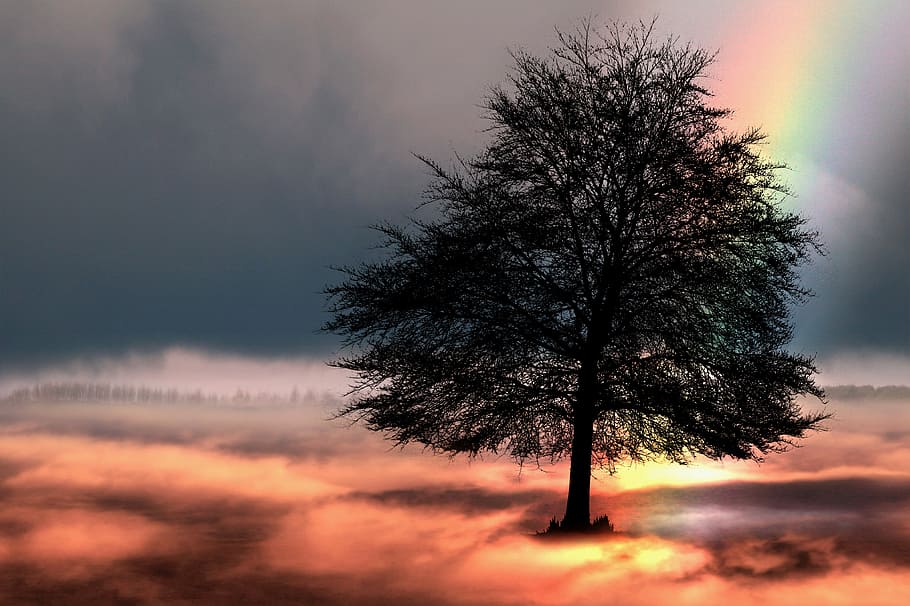 silhouette of tree 3D wallpaper, rainbow, sky, fantasy, nature HD wallpaper