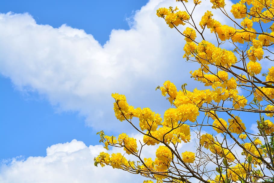 Tree, Cuts, Nature, Flowers, Clouds, yellow, sky, blue, outdoors HD wallpaper