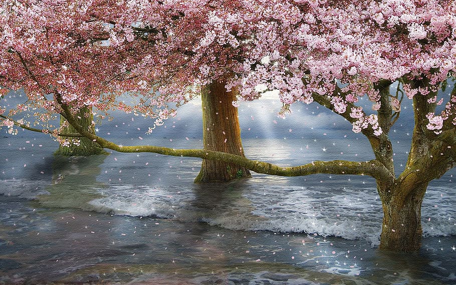 landscape photography of pink leafed trees digital wallpaper HD wallpaper