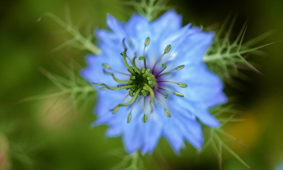 flower, nature, spring, natural, summer, plant, floral, green HD wallpaper