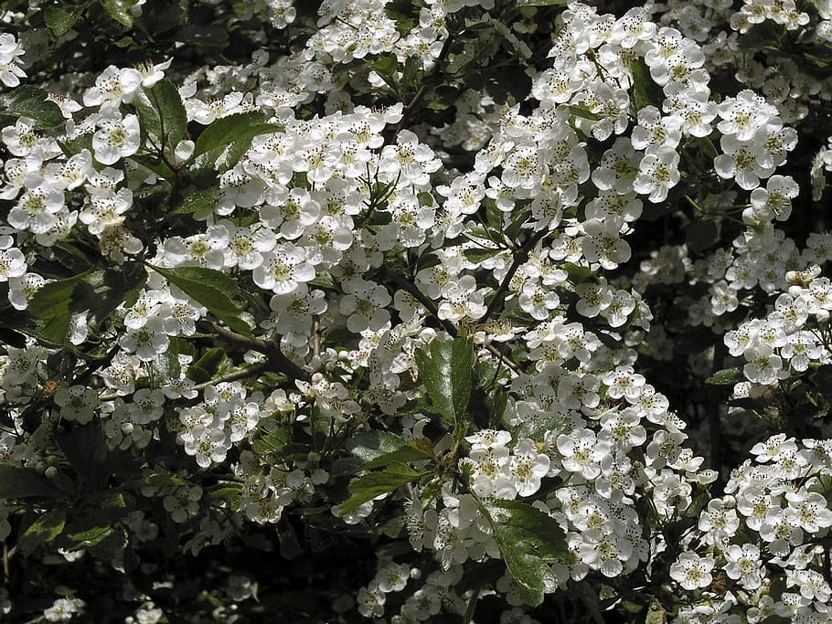 spring, flowers, bush, white, growth, plant, beauty in nature HD wallpaper