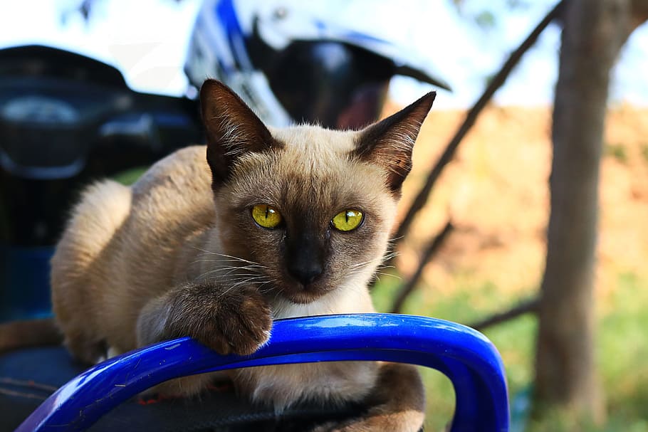 Cat, Eyes, Face, Animals, Home, cat thailand, cute cat, pets HD wallpaper
