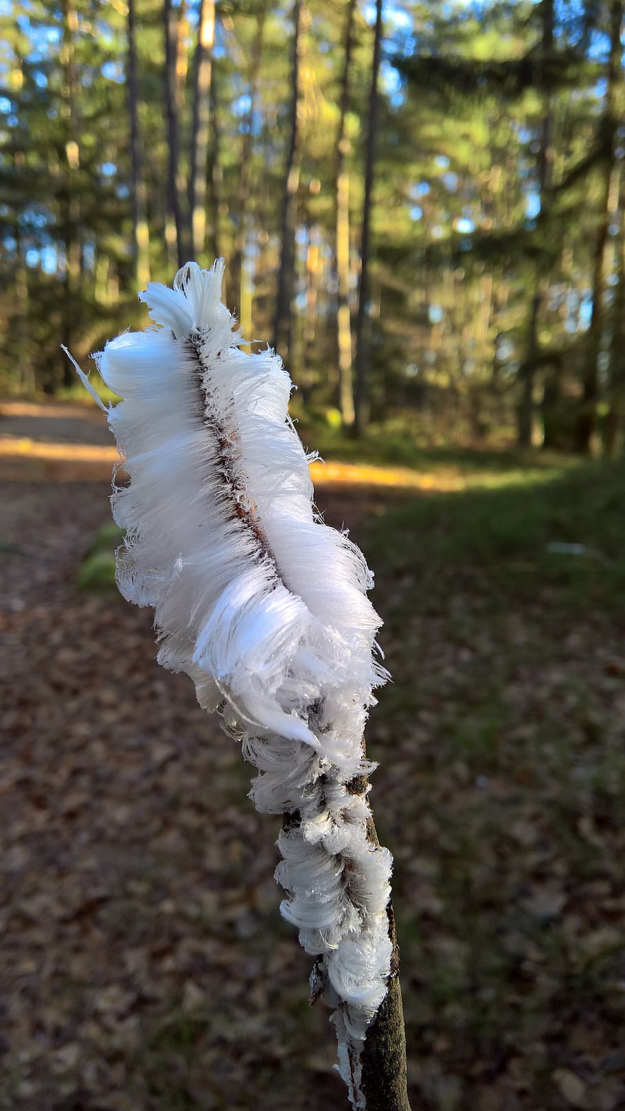 ice, crystals, needles, cold, nature, frozen, winter, crystal formation HD wallpaper