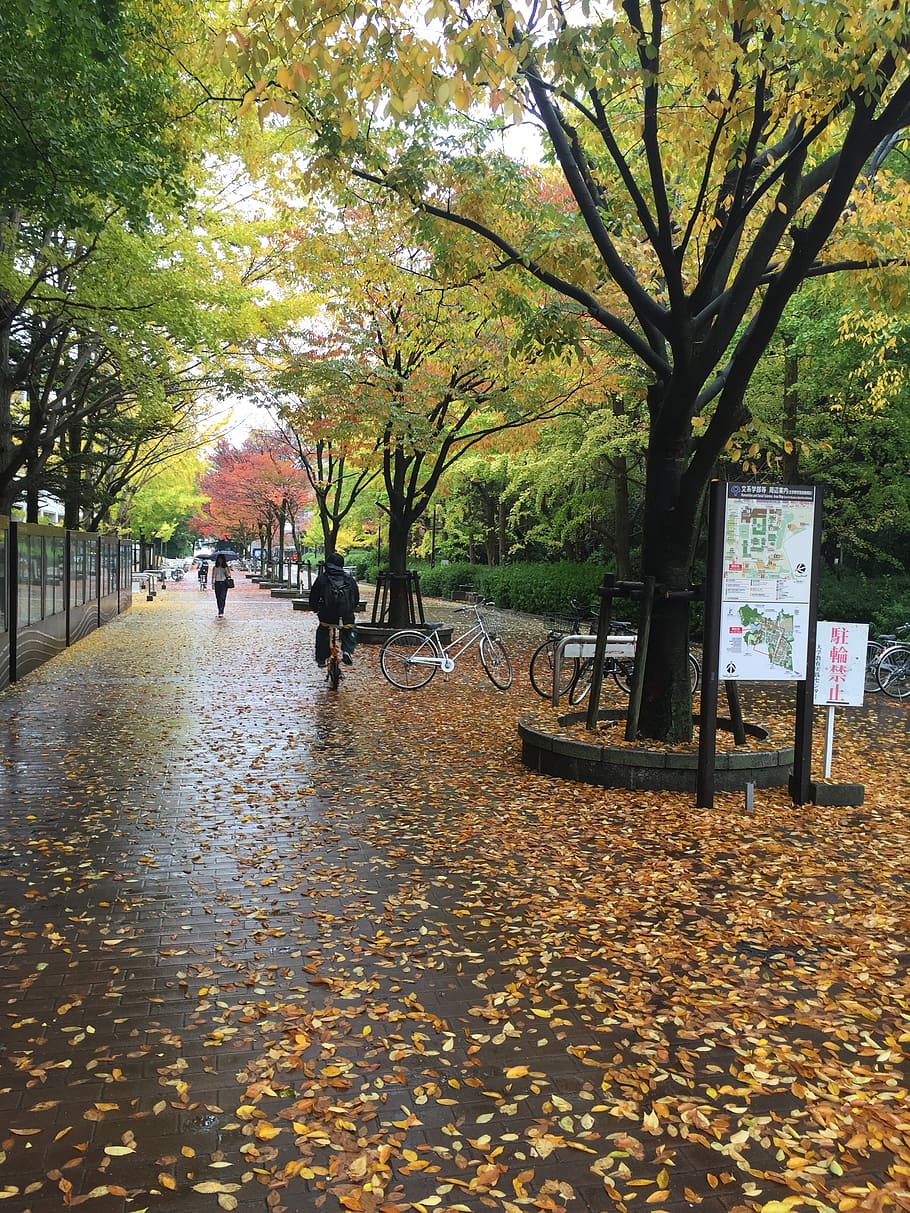 osaka university, toyonaka campus, fall, autumn, japan, maple, HD wallpaper