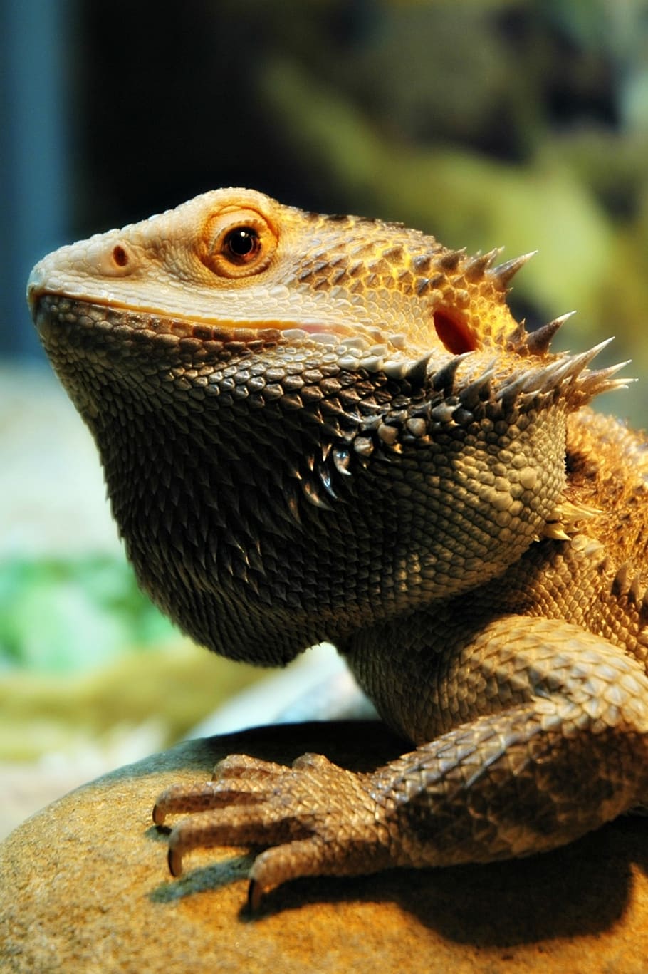 lizard, pet, dragon, bearded, animal, animal themes, one animal HD wallpaper