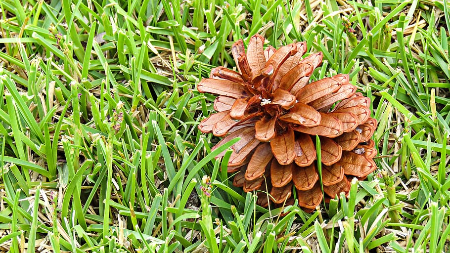 flower pine, pine nuts, nature, wood, tree, plant, forest, christmas HD wallpaper