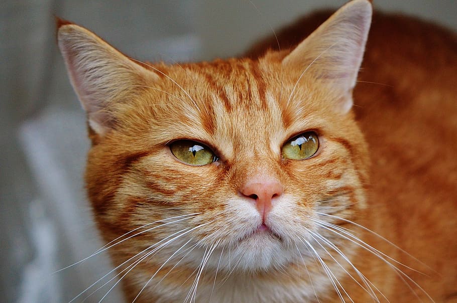 cat, red, cute, mackerel, tiger, sweet, cuddly, animal, domestic cat HD wallpaper