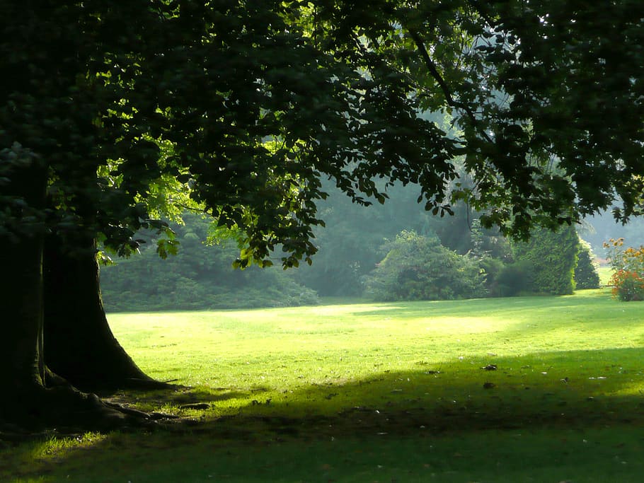 tree, park, light, plant, green color, grass, sunlight, nature HD wallpaper