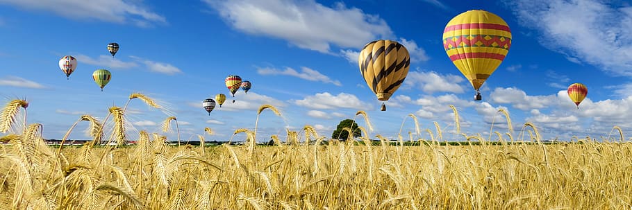 hot air balloons, nature, landscape, field, sky, wheat, wheat field, HD wallpaper