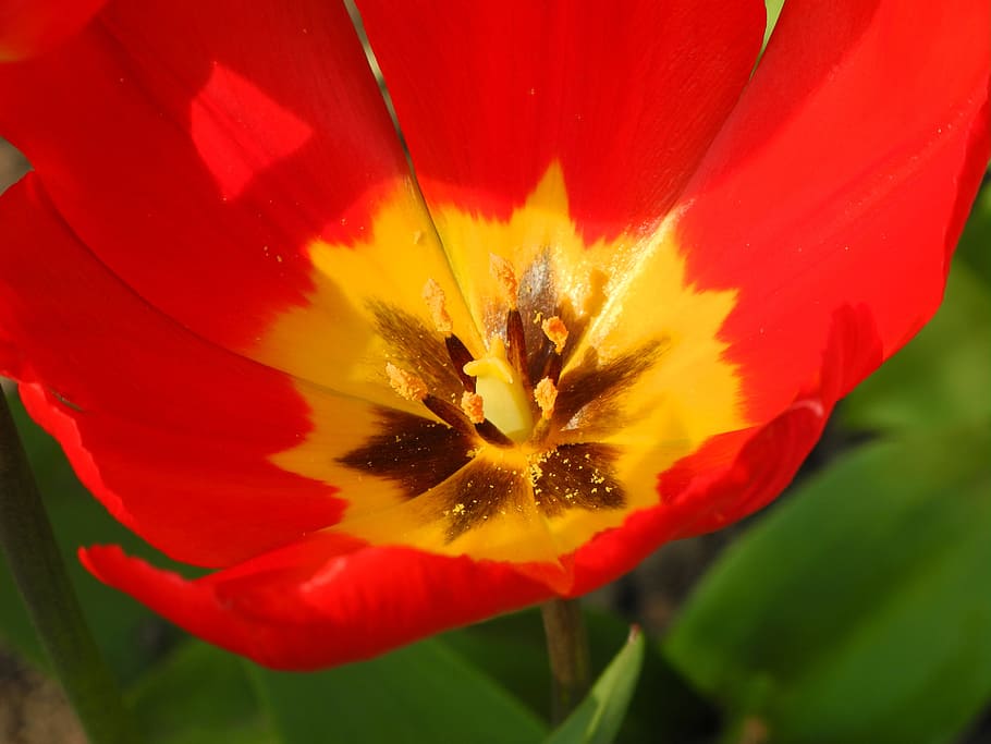 close, early bloomer, tulip, flowering plant, freshness, beauty in nature HD wallpaper
