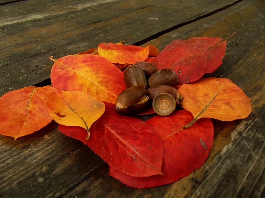 macro, nut, sheet, wood, nature, brown, colors, leaves, leaf HD wallpaper
