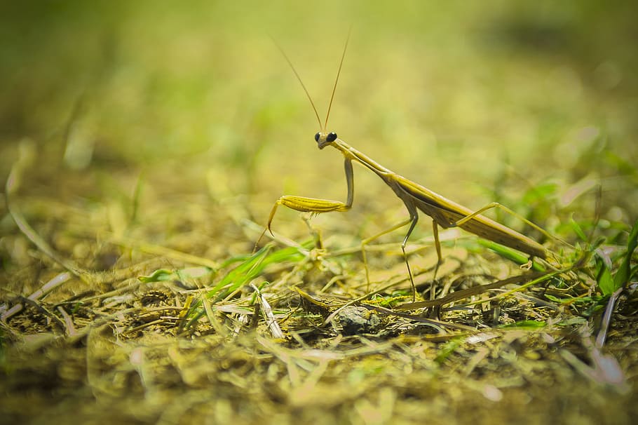 Praying Mantis, Insect, Macro, mediterranean, close, one animal HD wallpaper