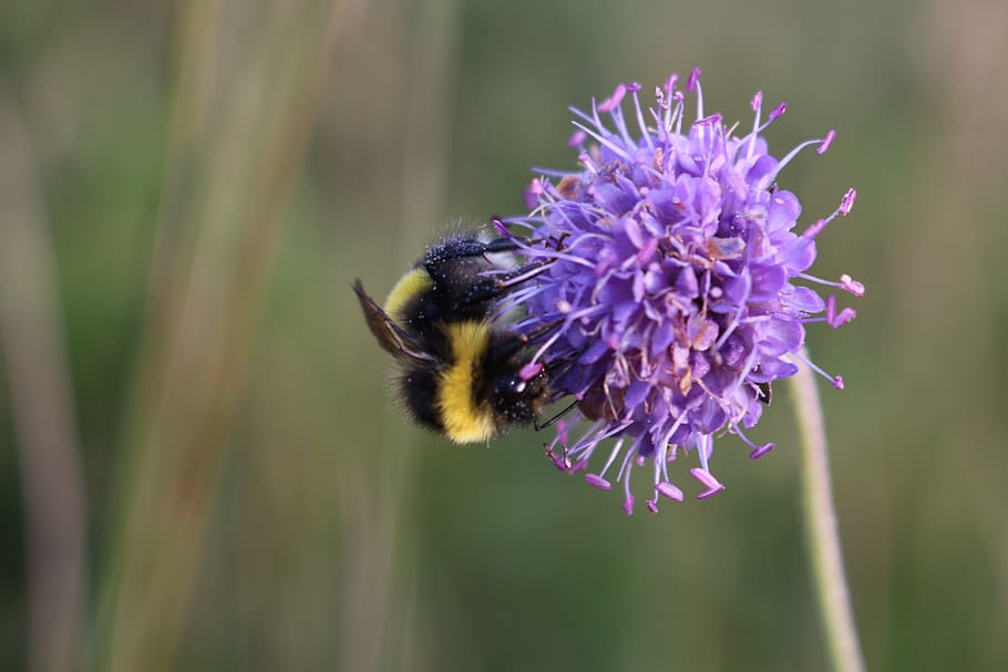 bee, bumble bee, insect, flower, bumblebee, bug, flowering plant HD wallpaper
