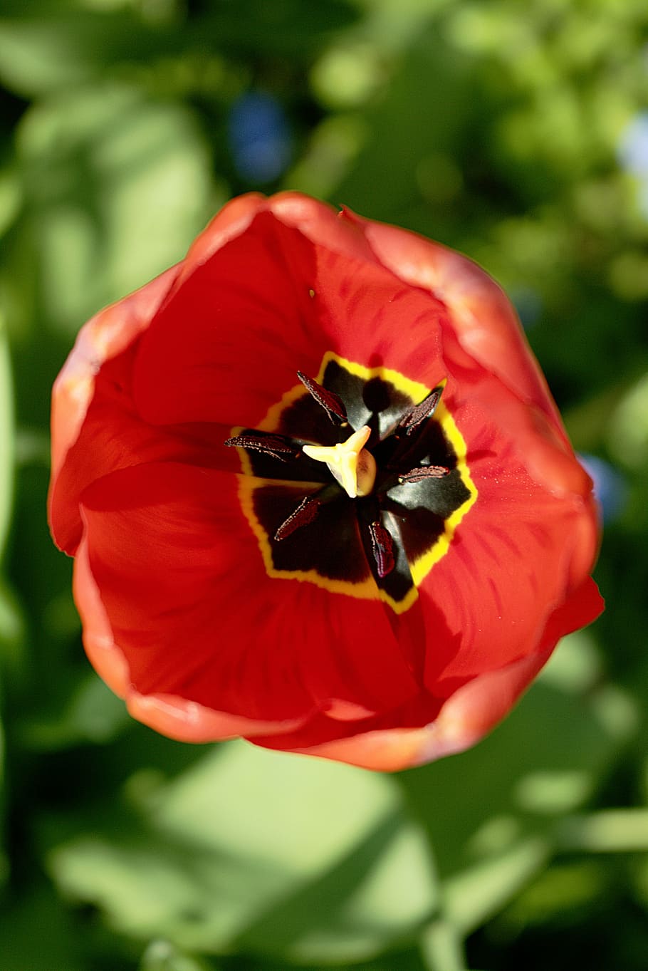 tulip, red, flower, close, nature, bloom, plant, spring, flowering plant HD wallpaper