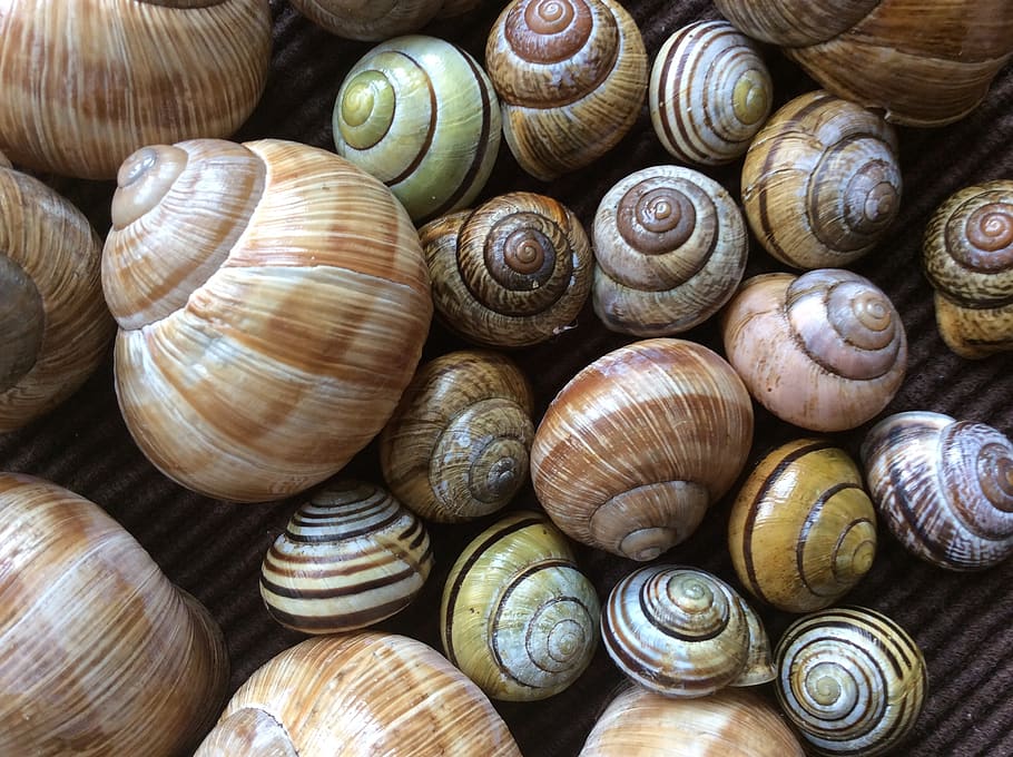 snail, shell, nature, snail shells, spiral, no people, animal wildlife HD wallpaper