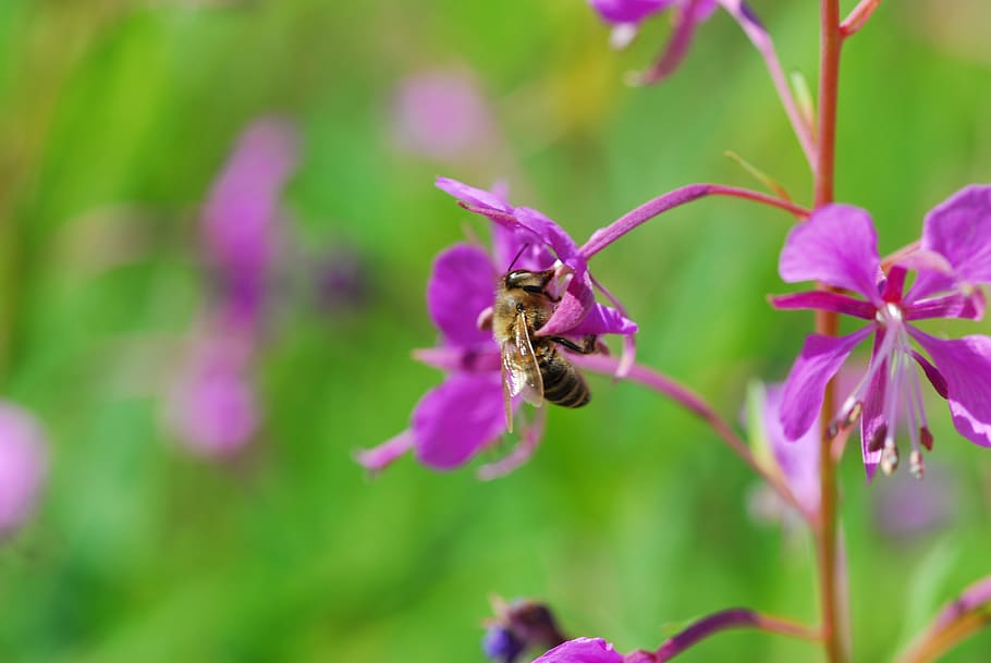 flower, bee, nature, insect, plant, flowering plant, animal themes HD wallpaper