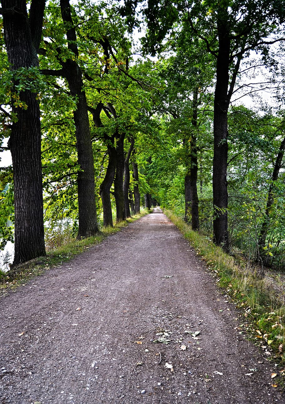 Path, Trees, Nature, Green, road, outdoors, green color, no people HD wallpaper