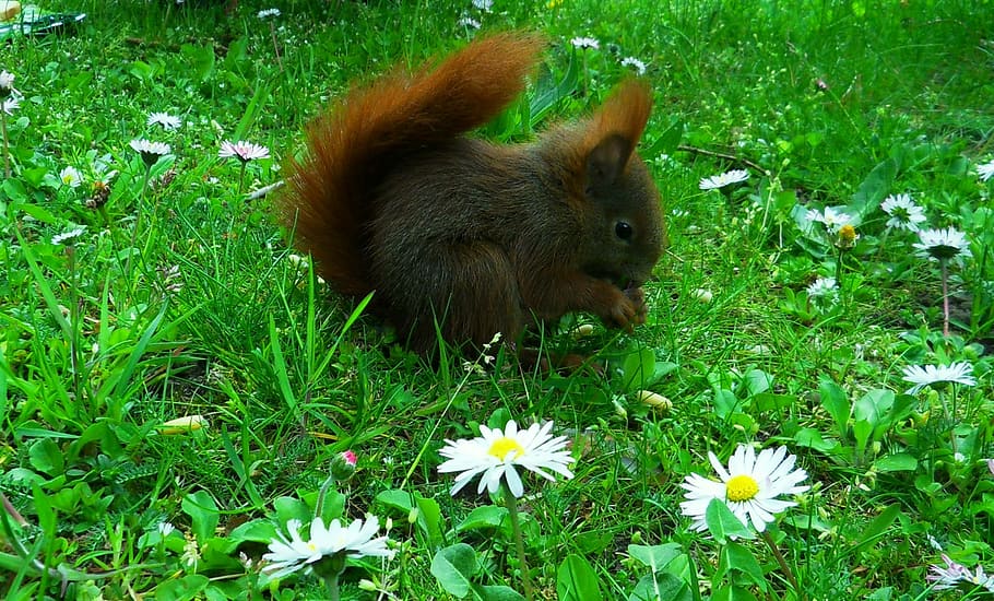 Meadow, Squirrel, Spring, one animal, grass, flower, animal themes HD wallpaper