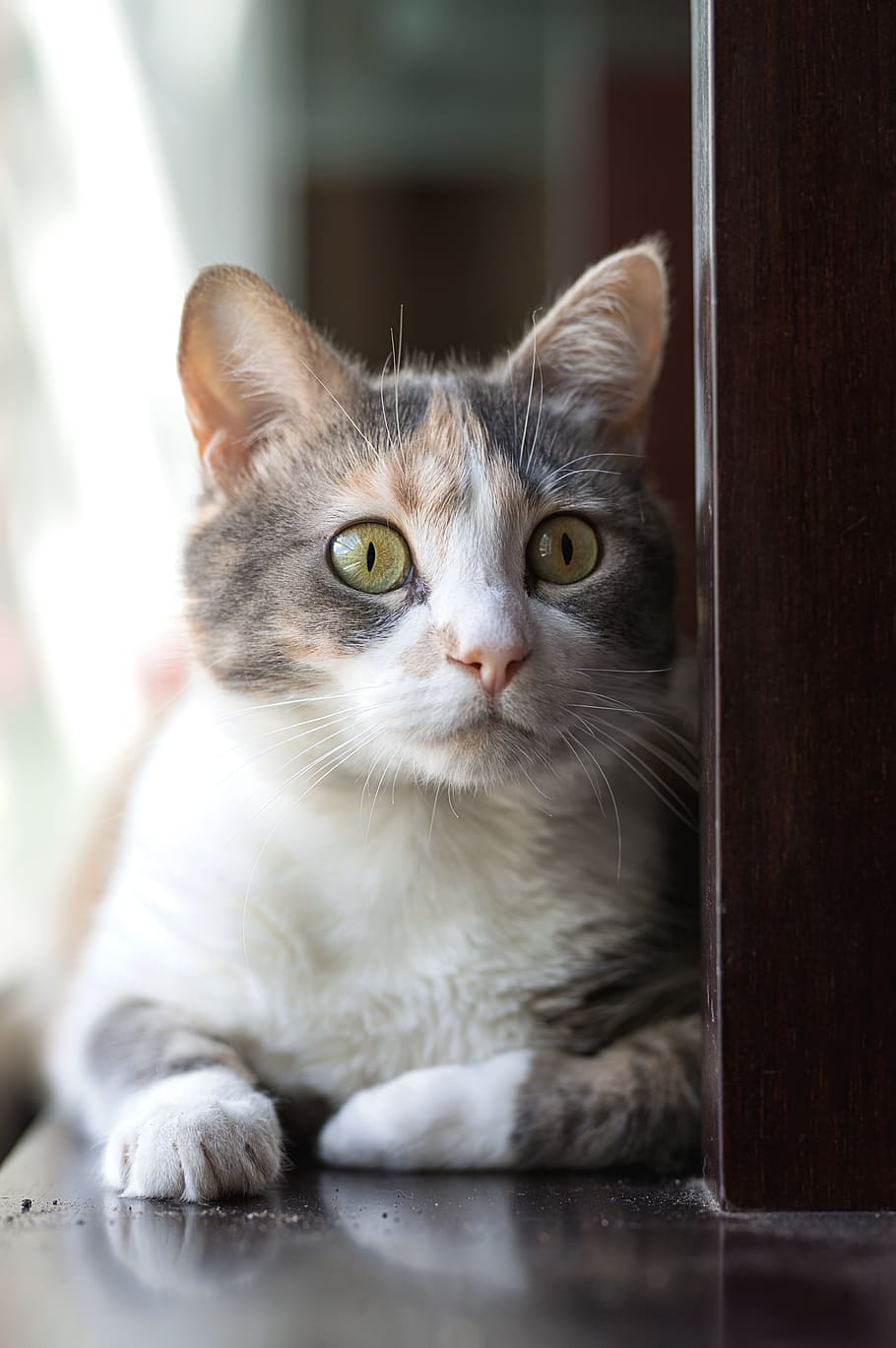 short-fur gray, orange, and white cat sitting on surface, pet, HD wallpaper