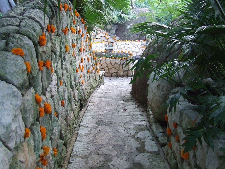 path, marigolds, flower, rocks, plants, xcaret, dead, no people HD wallpaper