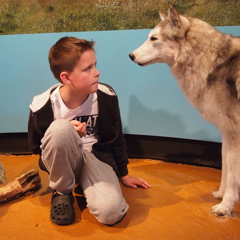 wolf, boy, admiration, crouch, watch, museum, sit, dog, pets HD wallpaper