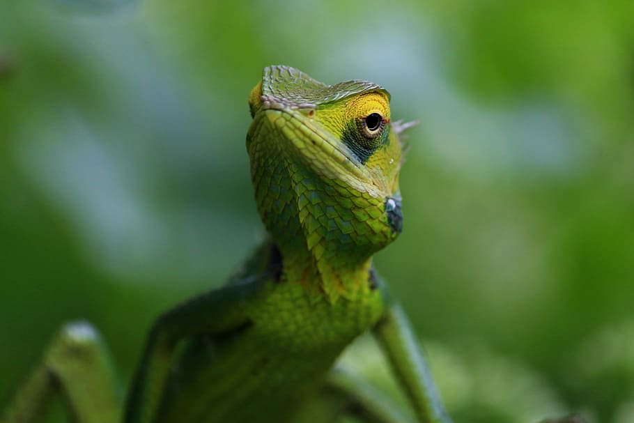 shallow shot of green lizard, focus photo of green and yellow lizard HD wallpaper