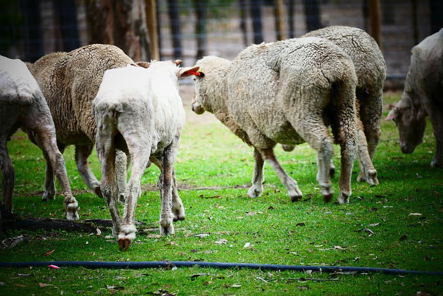 sheep, farm, wool, grass, animal, lamb, nature, agriculture HD wallpaper