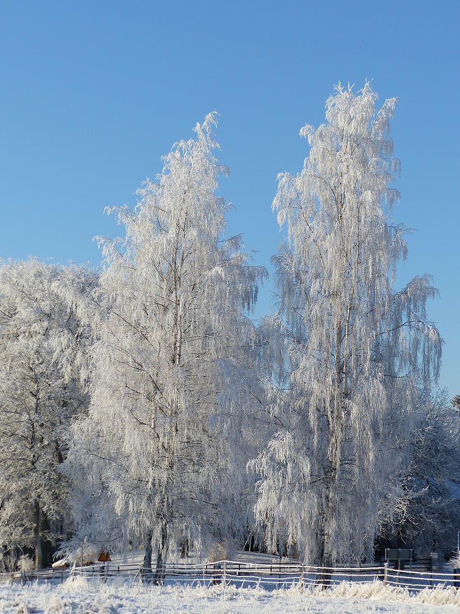 birch, winter, frost, tree, nature, sky, snow, forest, cold - Temperature HD wallpaper