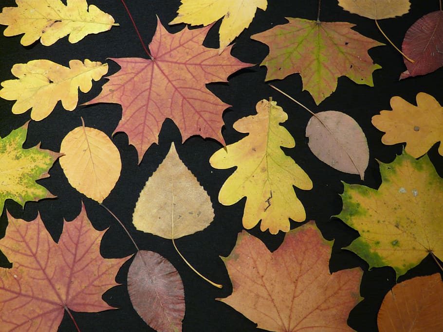 Fall, Leaves, Pressed, Tinker, fall leaves, press sheets, oak HD wallpaper
