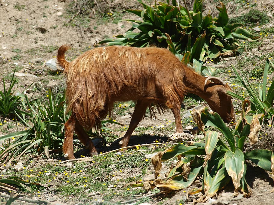 crete, goat, animals, animal themes, one animal, mammal, vertebrate HD wallpaper
