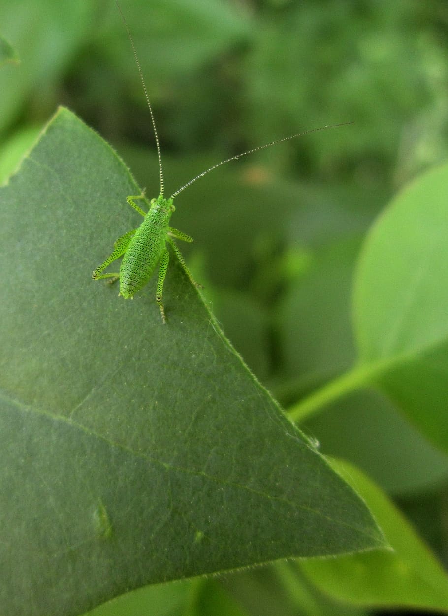 grasshopper, leafhopper, insect, bug, green, nymph, leaves
