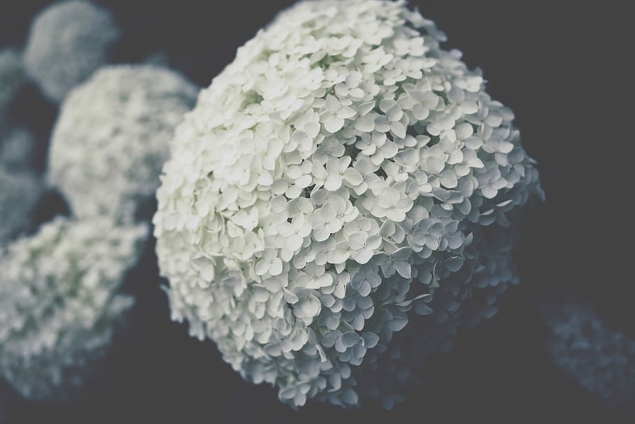 selective focus photo of white hydrangeas flower, closeup photography of white hydrangea flowers HD wallpaper