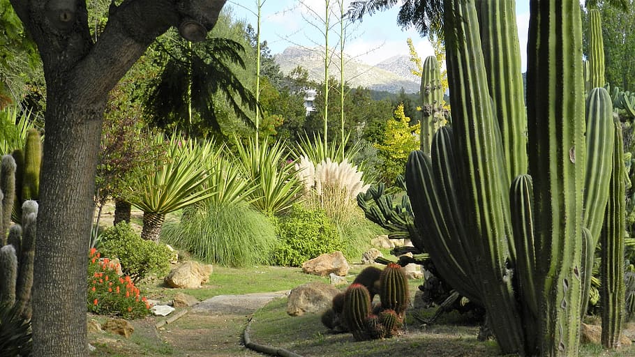 cactus, tree, nature, plant, growth, green color, beauty in nature HD wallpaper