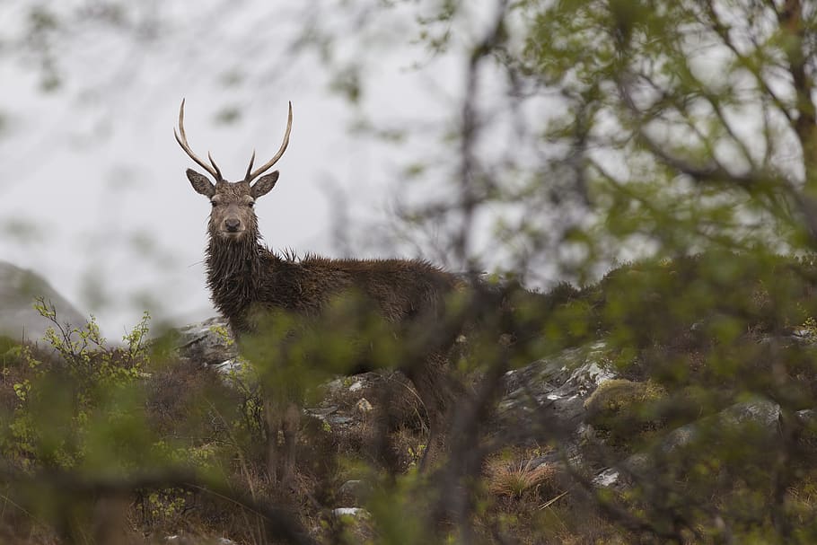 red deer, scotland, highlands, wildlife, buck, antlers, deer hunting, HD wallpaper