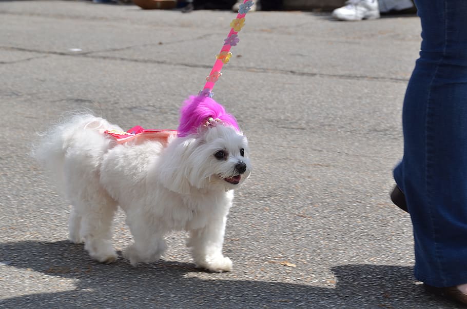 dog, maltese, white, pet, parade, domestic, domestic animals